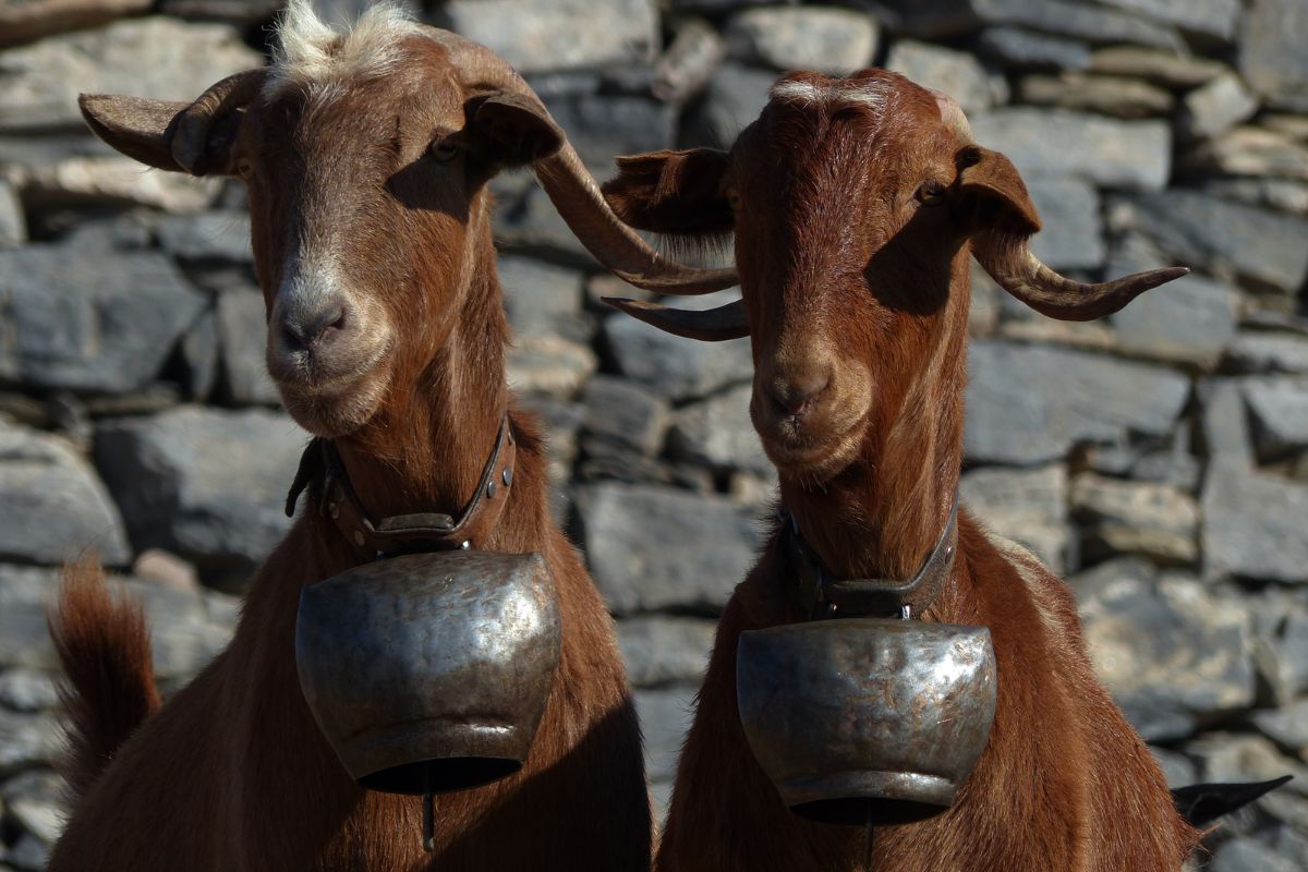 Two goats with traditional bells in Anogia village, Crete, reflecting rural life and farming traditions in traditional Crete villages.