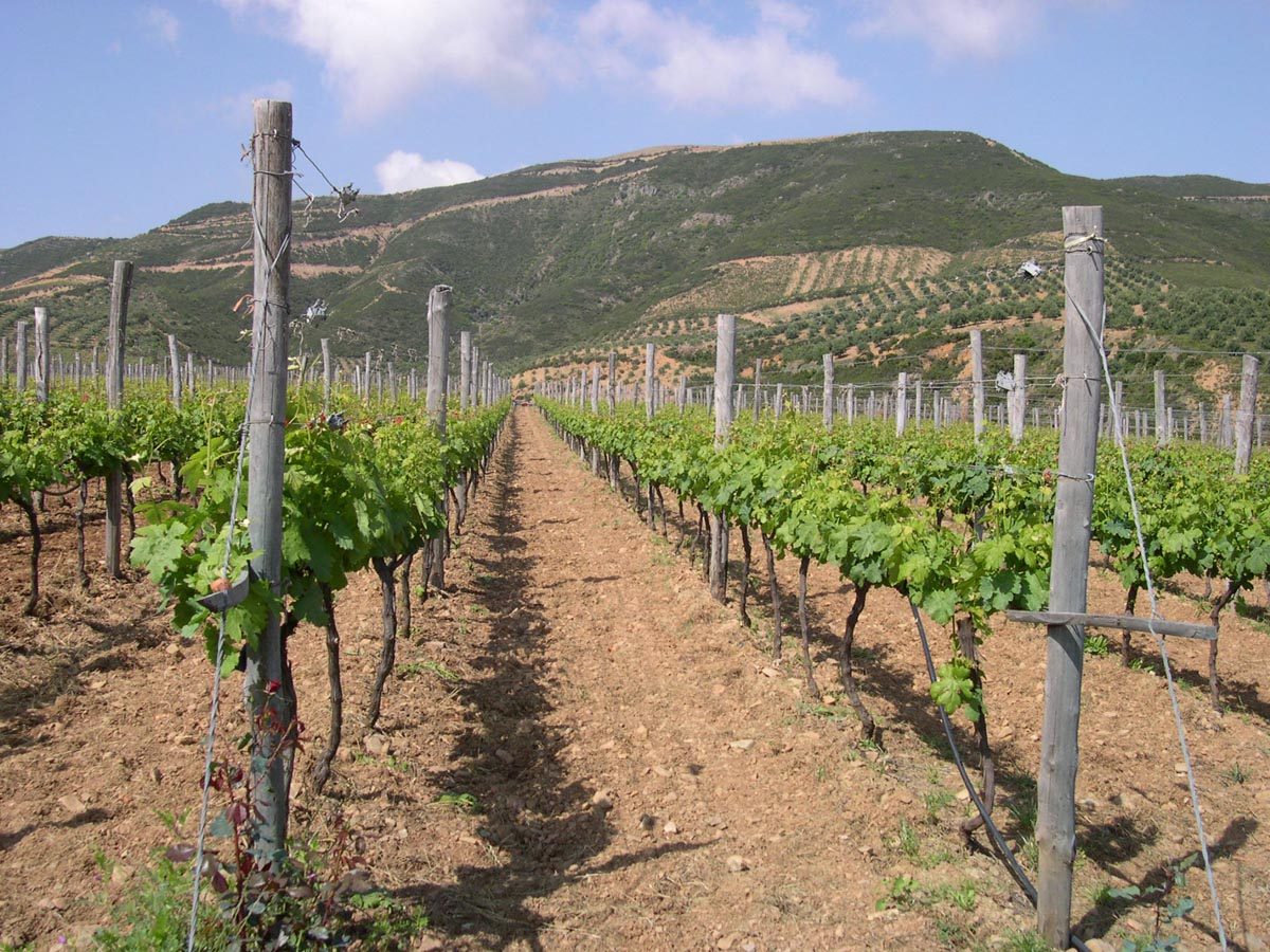 Grapevine Harvest_private tour crete_elissos