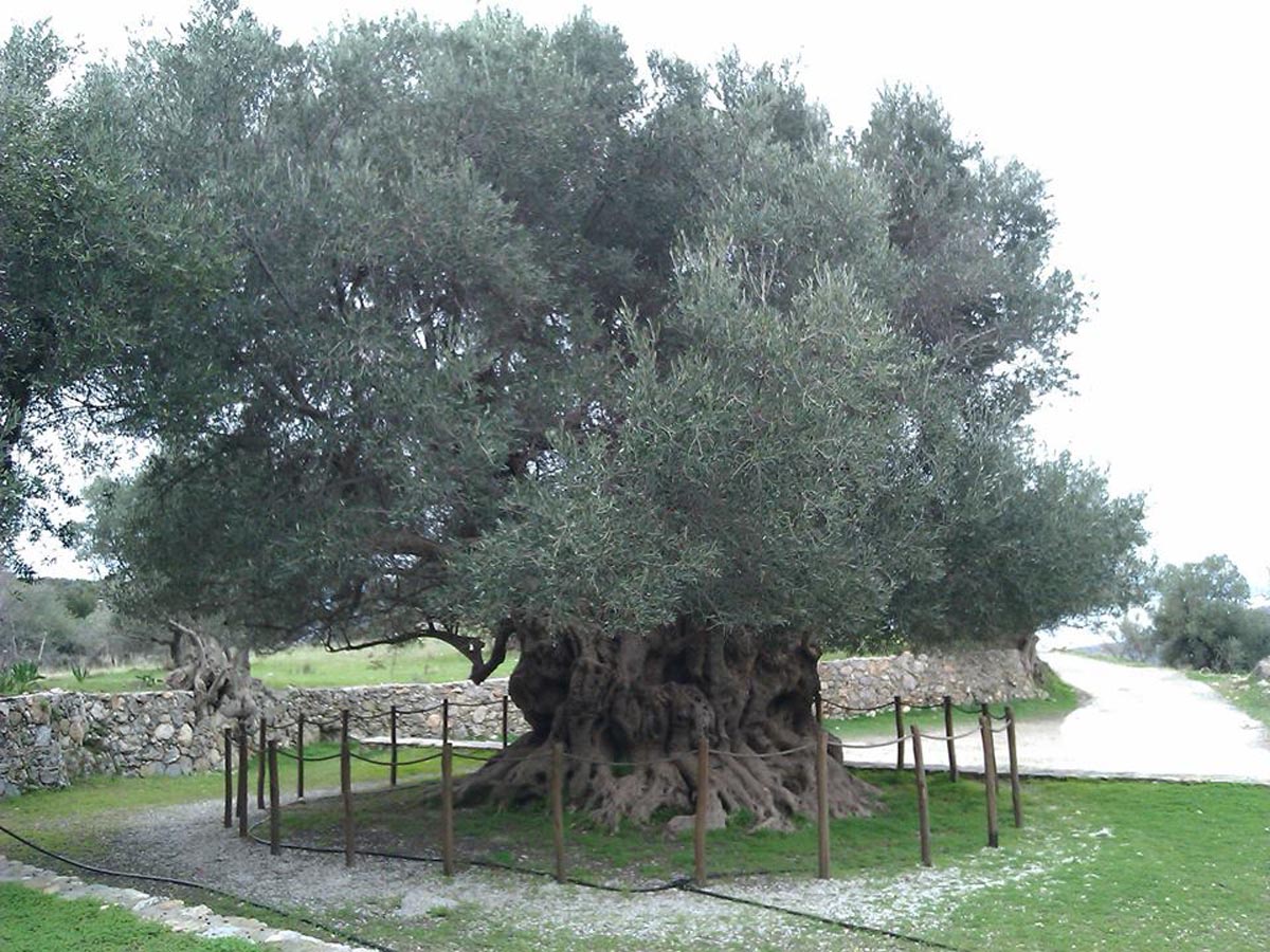 alter von olivenbaum bestimmen Olivenbaum (Olea europaea) – 60–90 cm main image 0
