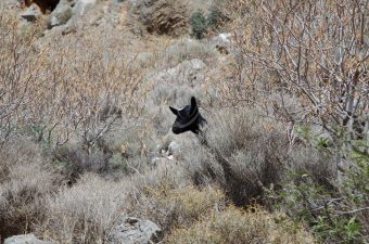 Kato Zakros Ravine