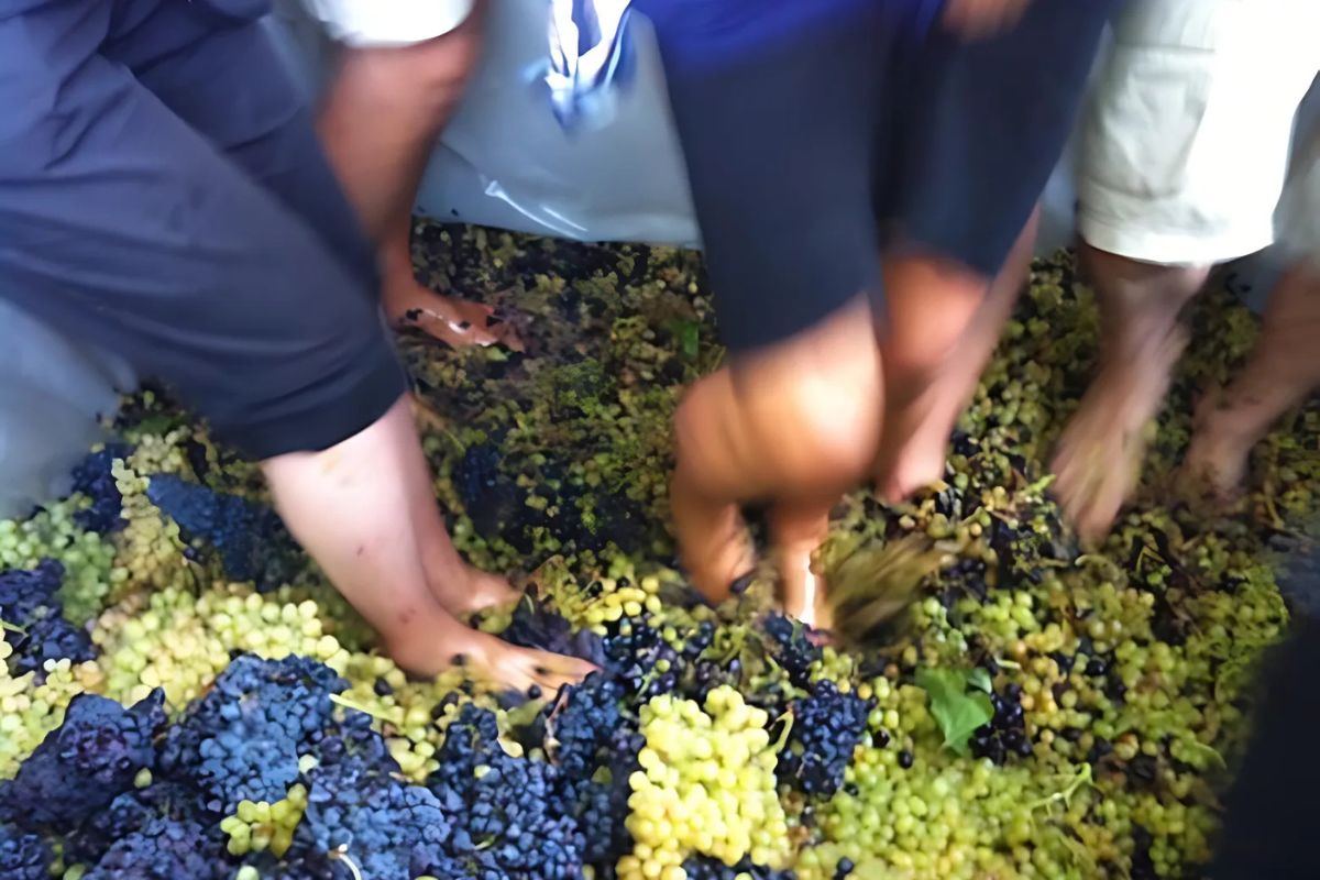 People barefoot stomping on a mix of green and dark grapes during a traditional grape-stomping event in Crete.