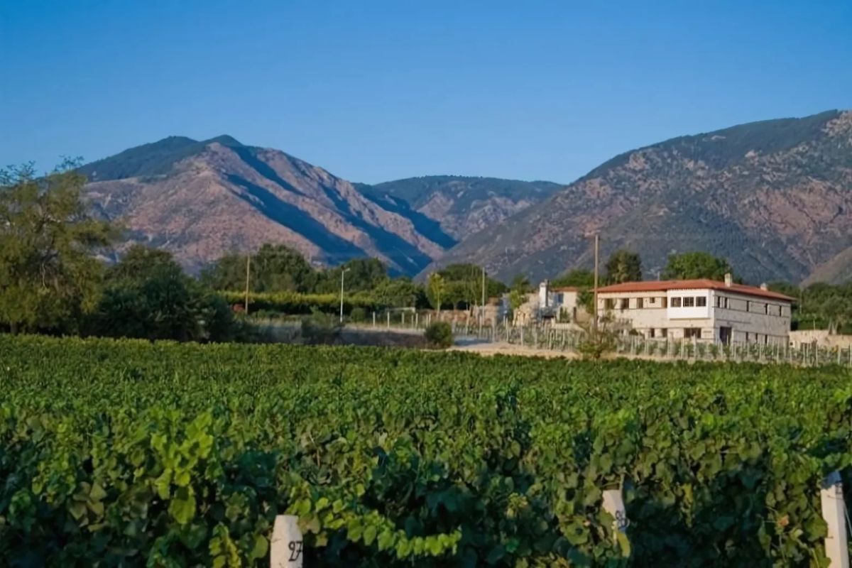 A scenic winery in Crete, surrounded by lush vineyards with a backdrop of mountains under a clear blue sky.