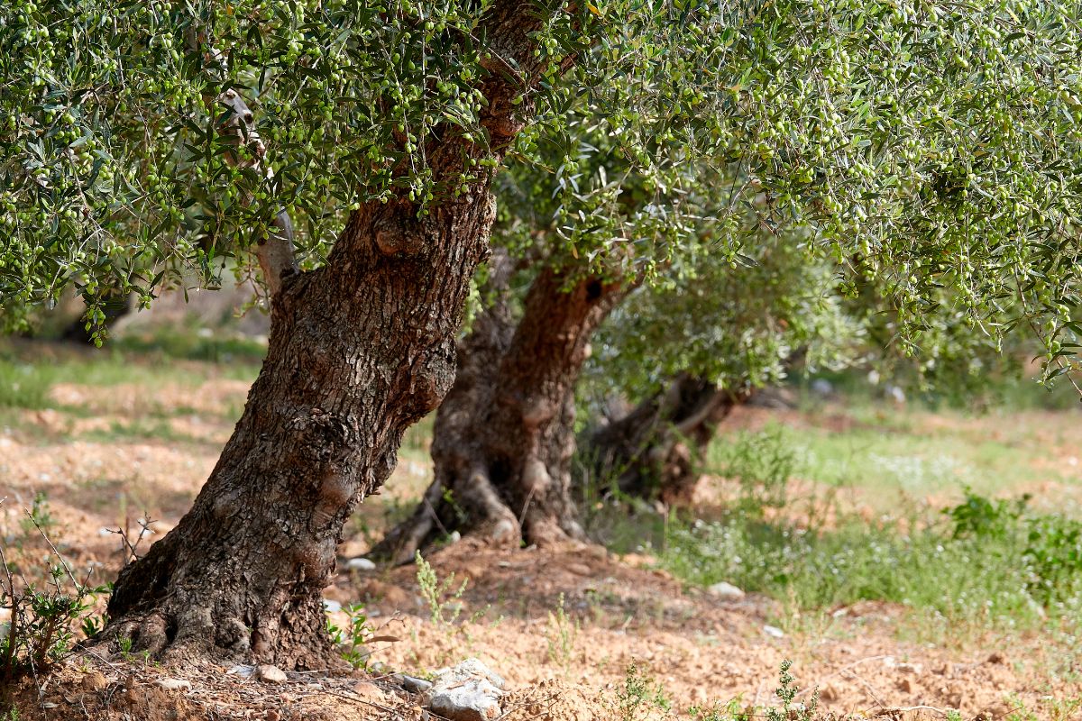 Olive trees in a traditional grove in Crete, Greece – Mediterranean agriculture and olive oil production