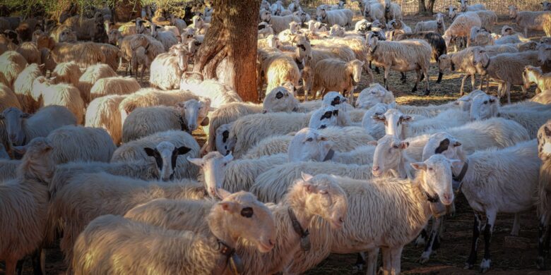 Flock of sheep grazing under olive trees in rural Crete, Greece – traditional livestock farming in the Mediterranean countryside