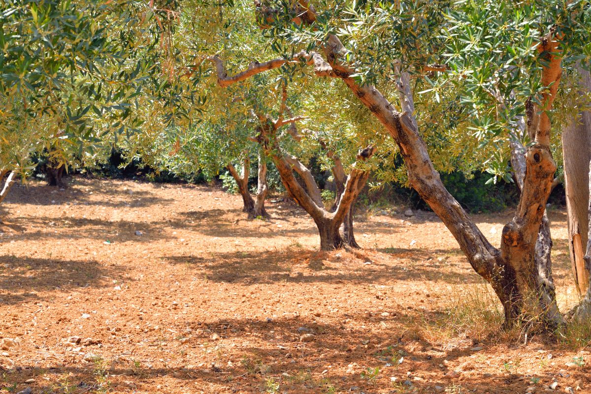 Olive trees in a traditional olive grove in Crete during summer.