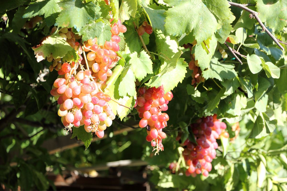 Vineyard in Crete with ripe red grapes hanging from the vine in summer.