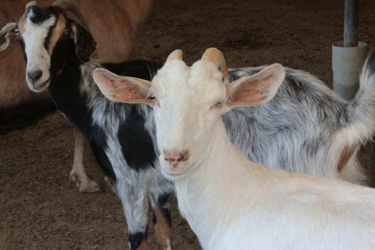 a day at a cretan farm-travel experiences crete-private tour- elissos-www.elissos.com