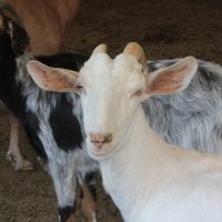 a day at a cretan farm-travel experiences crete-private tour- elissos-www.elissos.com