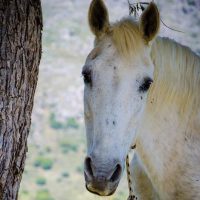 horse riding experience-private tours crete-elissos-www.elissos.com