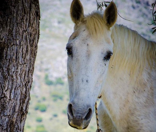 horse riding experience-private tours crete-elissos-www.elissos.com