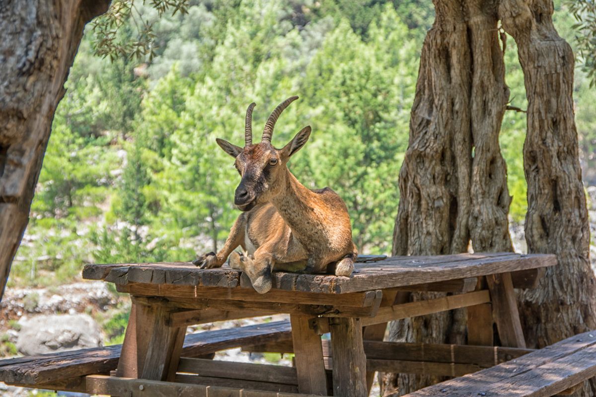 Kri-kri goat resting on a wooden table in Samaria Gorge, a famous hiking area among the Crete gorges.