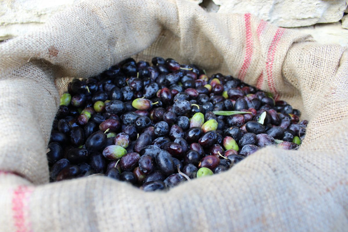 olive-picking-crete- travel experiences crete-elissos-www.elissos.com