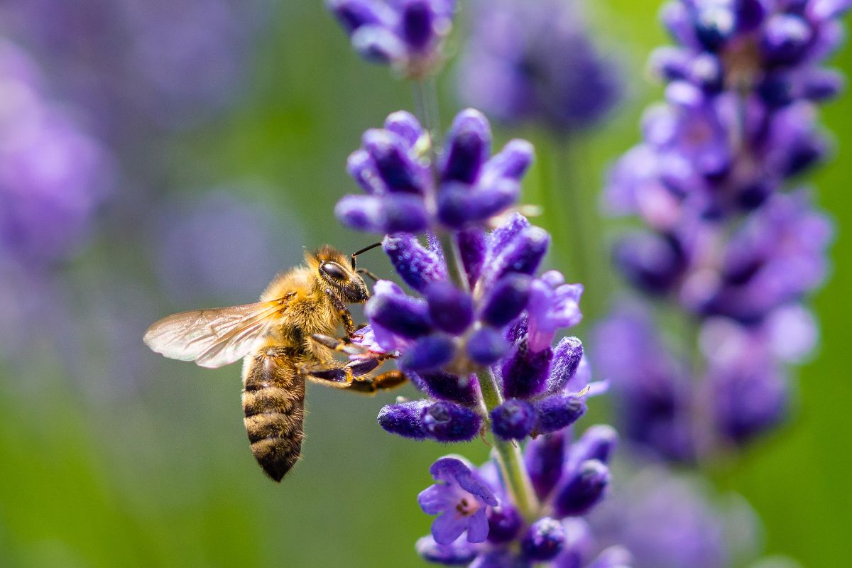 Honey bee pollinating a lavender flower, illustrating why bees are important for plants and biodiversity.
