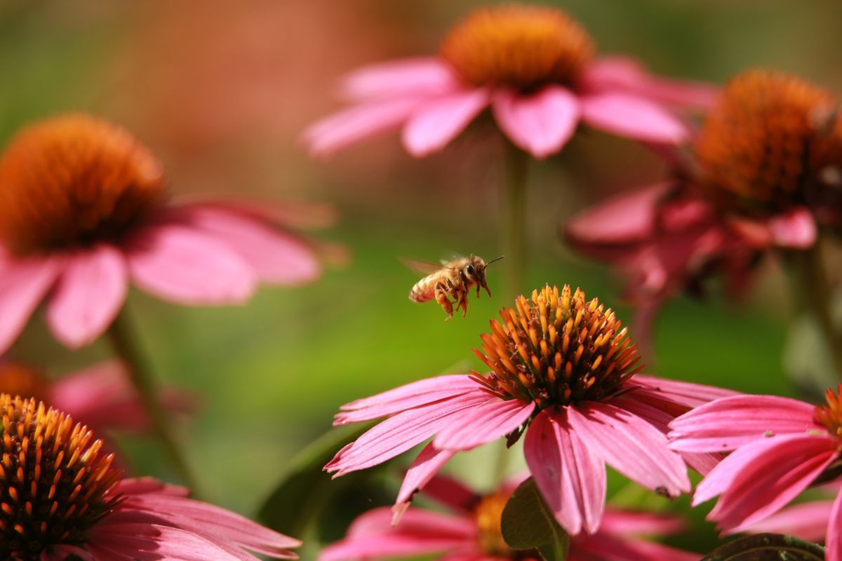 Honey bee flying over pink flowers, showing how bees pollinate plants and why bees are important for gardens and biodiversity.