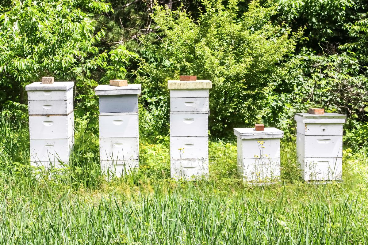 apiary in garden