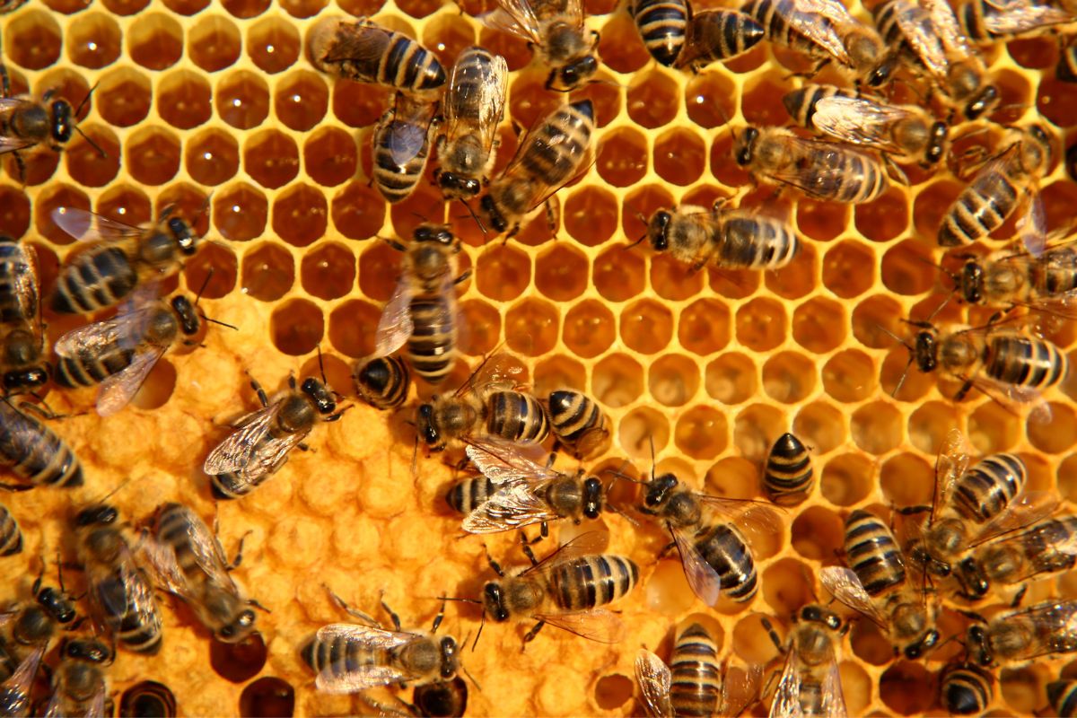 Honey bees working on honeycomb cells inside a hive, showing how bees produce honey and why bees are important for nature and food.