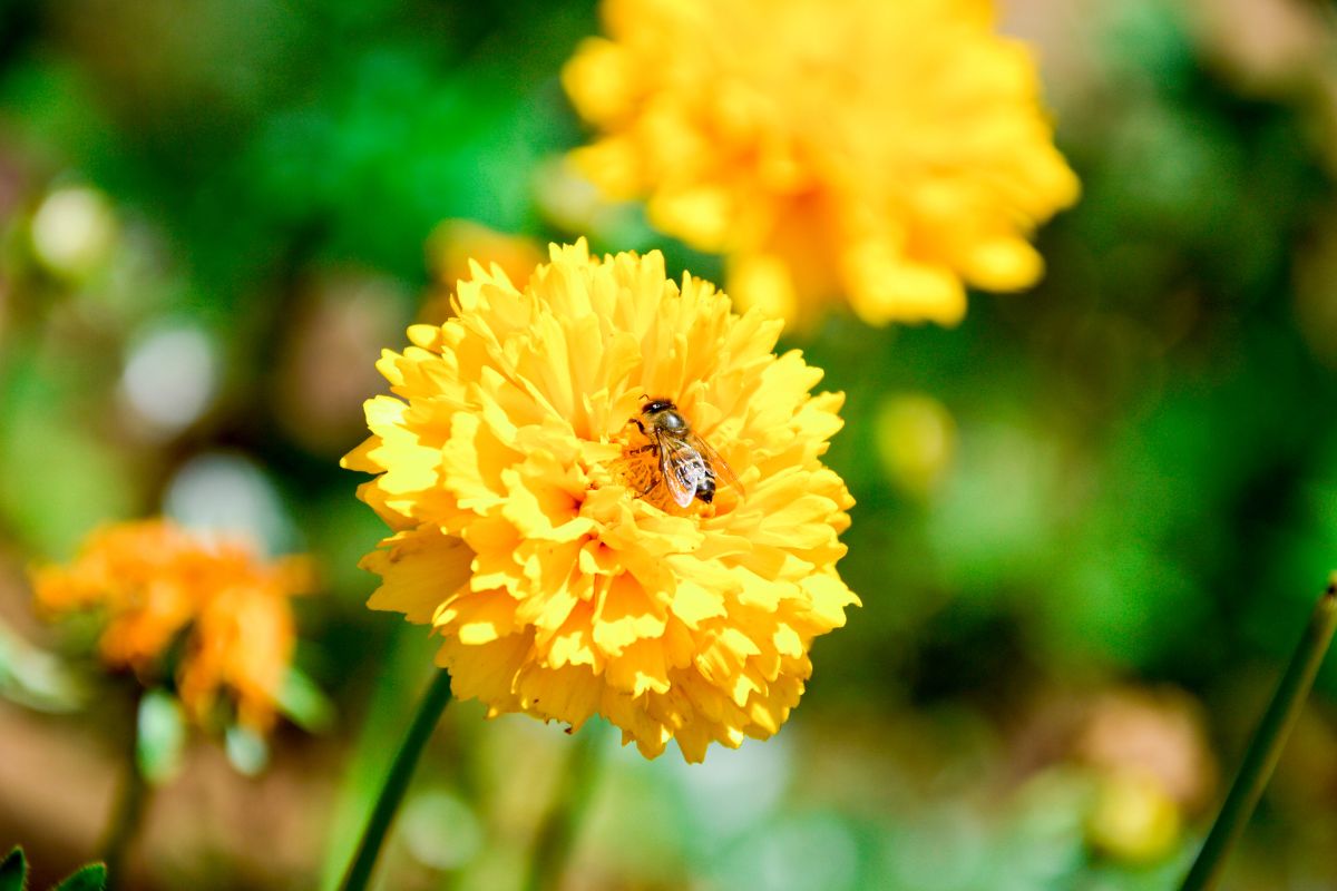 Honey bee collecting nectar on a yellow flower, highlighting bee pollination and why bees are important for healthy gardens and ecosystems.