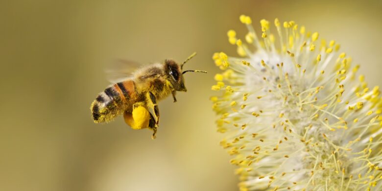Close-up of a honey bee covered in pollen visiting a flower, highlighting bee pollination and why bees are important for plants and healthy ecosystems.