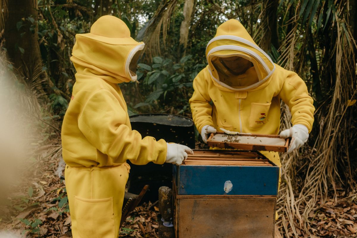 Beekeepers in yellow suits