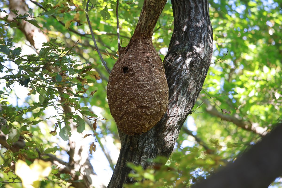 Large beehive hanging on a tree branch in a forest, showing how bees build nests in nature and support healthy ecosystems.