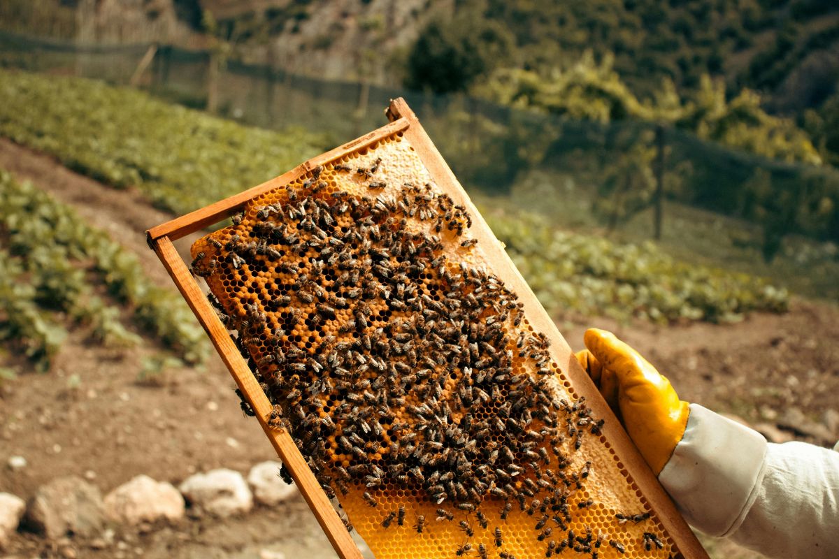 Beekeeper holding a frame of honey bees and honeycomb in a field, illustrating sustainable beekeeping and why bees are important for agriculture.