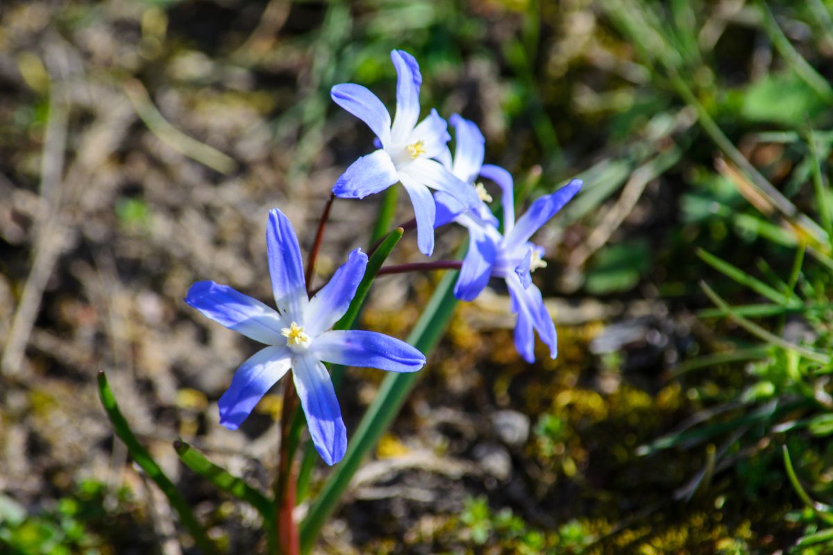Chionodoxa cretica, a rare endemic blue flower of Crete, part of the unique Crete flowers and flora.
