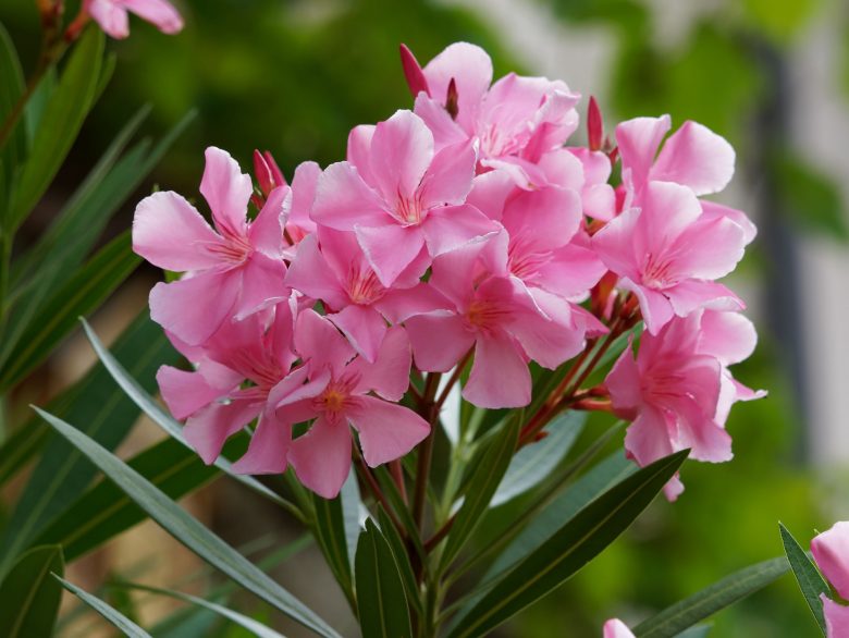 Pink oleander flower found in the north coast of west Crete www.elissos.com