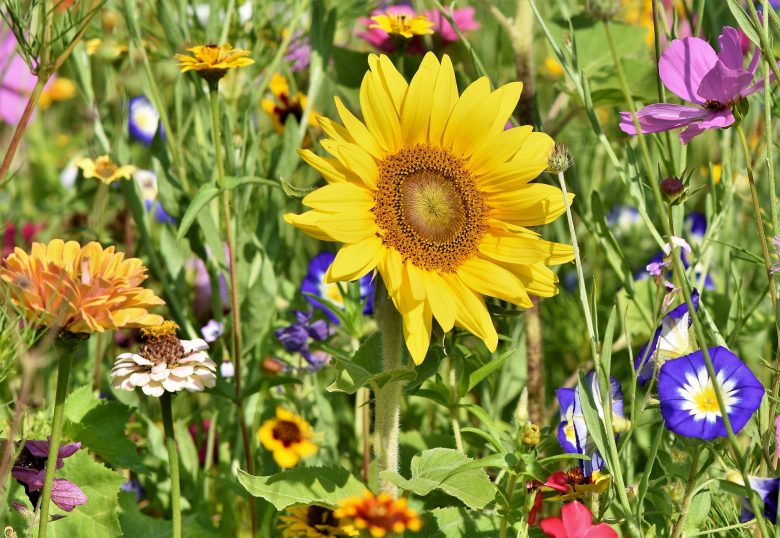 sunflower_flower tour crete_travel experiences crete_elissos travelling philosophy_www.elissos.com