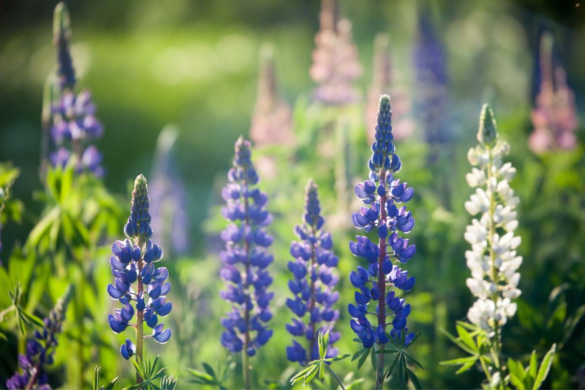Blue lupine, a beautiful wild bloom that adds to the diversity of Crete flowers.