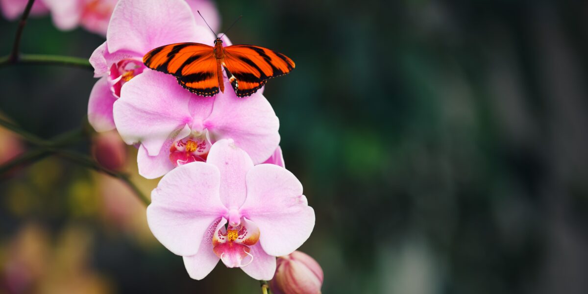 Pink orchid with butterfly, a delicate example of Crete flowers highlighting the island’s diverse flora.