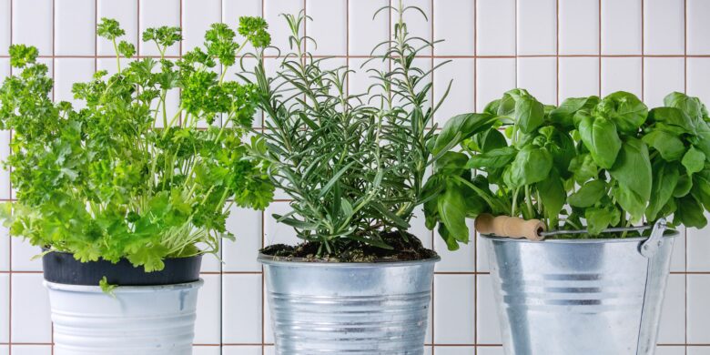 Fresh herbs of Crete including parsley, rosemary, and basil growing in metal pots, ideal for Mediterranean cooking and herbal remedies.