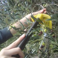 olive picking in crete_olive picking experience in crete_elissos