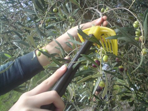 olive picking in crete_olive picking experience in crete_elissos