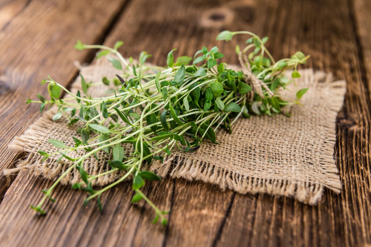 Fresh thyme from Crete on burlap, a popular herb of Crete used in Mediterranean cooking and herbal treatments.