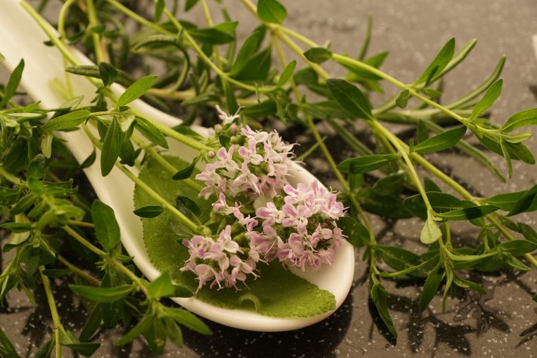 thyme herb_herb gathering in crete_elissos