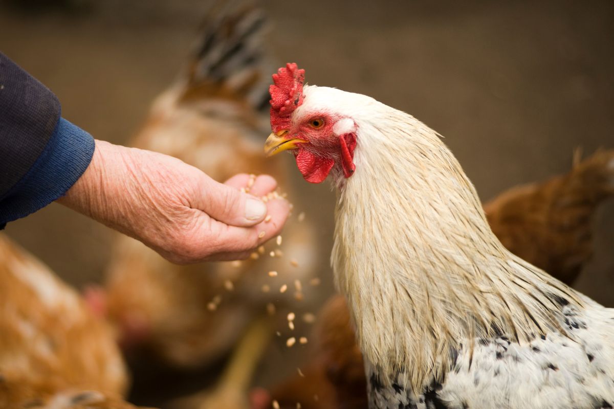 Farmer feeding chickens on a small farm in Crete, showing traditional agritourism practices.
