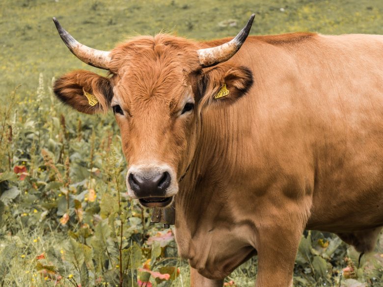 cow grazing on grass_traditional farming in crete_elissos