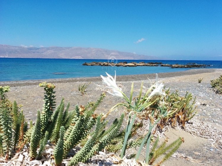 koufonisi island in crete_island hopping in crete_elissos