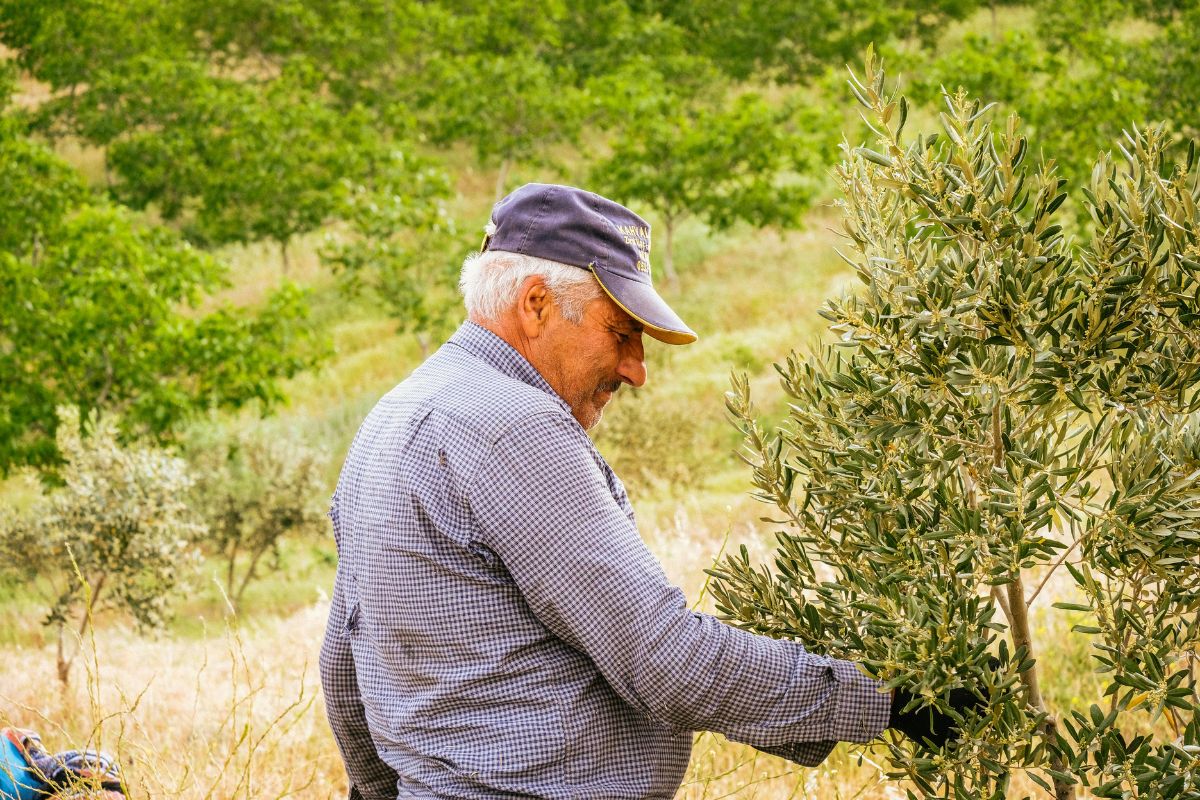 Farmer in Crete working in an olive grove, highlighting traditional olive cultivation.