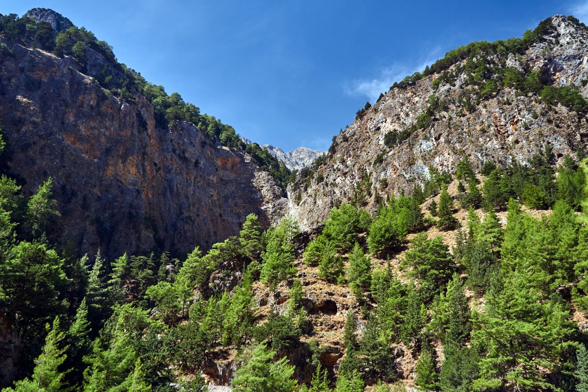 Rocky cliffs and pine forest in the Lefka Ori (White Mountains) of Crete, Greece.