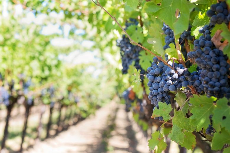 vineyard with purple grapes