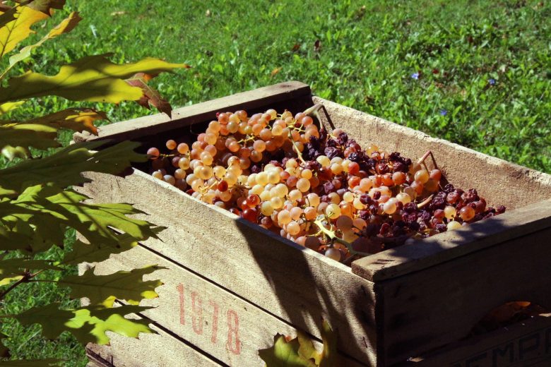 grape harvest, grapes in wooden box