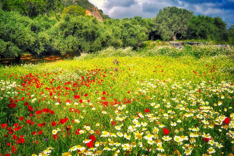 flower meadow in crete - spring in crete
