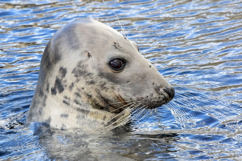 mediterannean seal near gavdopoula island 