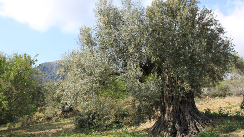 Olive Tree of Azoria