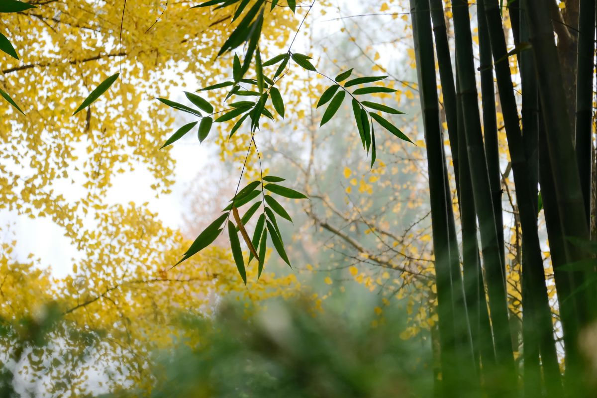 Bamboo and autumn foliage symbolizing yin and yang cosmic harmony in nature.