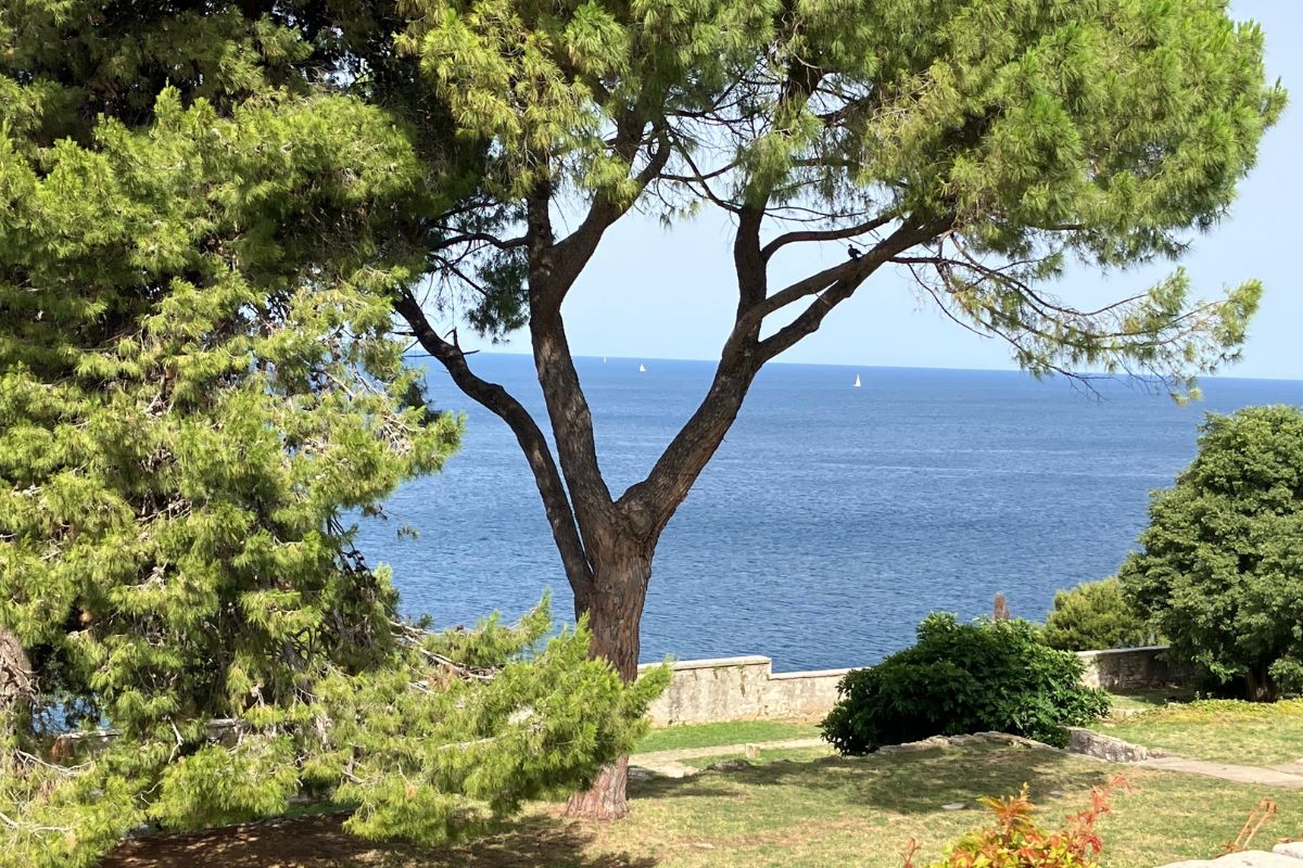 Coastal view in Crete, Greece with pine trees overlooking the Mediterranean Sea.