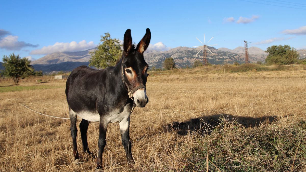 Lasithi Plateau_Donkey_Feature