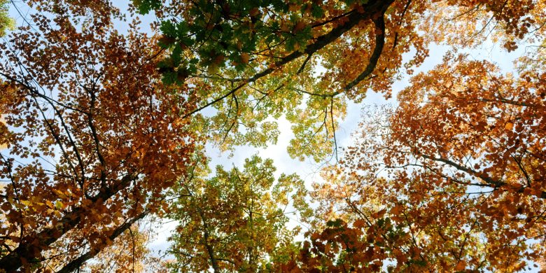 The image shows a view from the ground looking up into a canopy of trees with leaves in various stages of autumn color transition. Bright green leaves mix with vibrant oranges and yellows against a clear sky, conveying the essence of the changing seasons, likely evoking the cyclic nature of the Minoan Sacred Year.