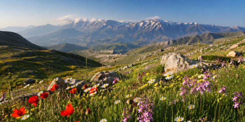 Wildflowers blooming across the Cretan hillsides in spring with the White Mountains in the background.